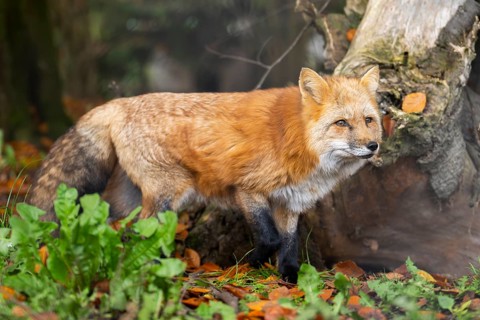 Red fox (Vulpes vulpes) standing in a forest in autumn, Bavaria, Germany