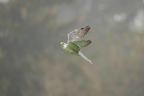 Saker falcon (Falco cherrug) flying, autumn, Bavaria, Germany