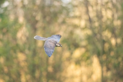 Peregrine falcon (Falco peregrinus) flying, autumn, Bavaria, Germany
