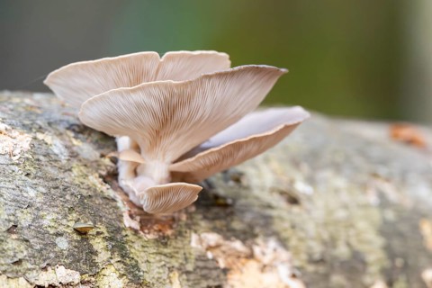 Oyster mushroom (Pleurotus ostreatus) growing an a European beech (Fagus sylvatica) tree trunk in a