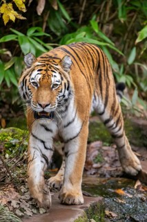 Siberian tiger or Amur tiger (Panthera tigris altaica) walking on the ground in autumn, captive,