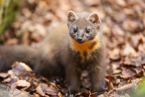 European pine marten (Martes martes) in a forest in autumn, Bavaria, Germany