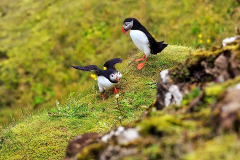 Two puffins (Fratercula arctica) on a grassy bird cliff, Cape Dyrhólaey in summer, Dyrholaey, Vík í
