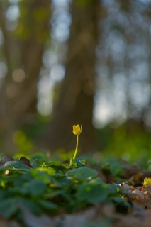 Nature photograph of lesser celandine (Ficaria verna) in spring, nature photo, flora, plant,