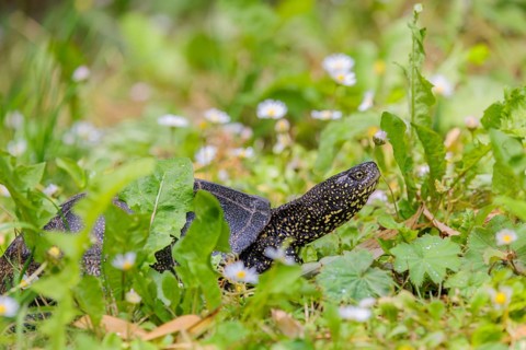 A European pond turtle (Emys orbicularis), makes its way through the green meadow next to the pond