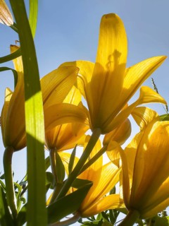 Yellow lily (Lilium cultorum) in front of a blue sky, photographed from a frog's perspective