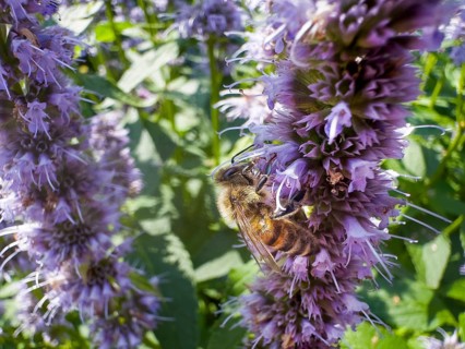 Honey bee (Apis) sitting on scented nettle, aniseed scented nettle, aniseed hyssop, aniseed giant