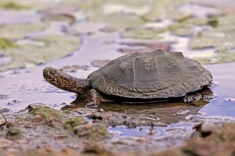 Pan Hinged Terrapin (Pelusios subniger), adult, in water, Kruger, Kruger National Park, South