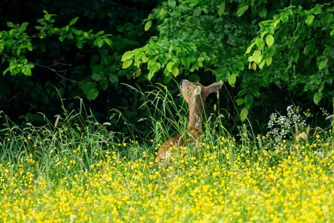 Roe deer (Capreolus capreolus), female, Vulkaneifel, Rhineland-Palatinate, Germany