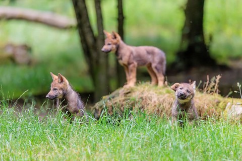 Three gray wolf pups (Canis lupus lupus) stand on, or next to a rock on a small hill at the edge of