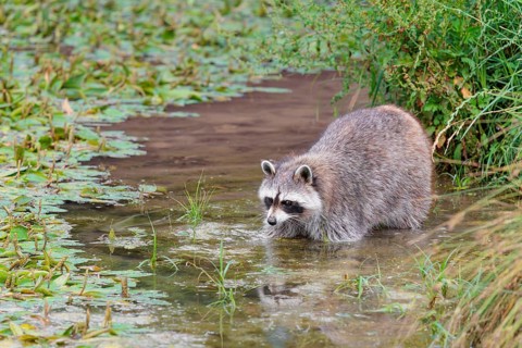 An adult raccoon (Procyon lotor) searches for food in the shallow water of a stream surrounded by