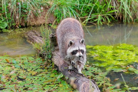 An adult raccoon (Procyon lotor) crosses the shallow water of a stream on a broken branch of a tree
