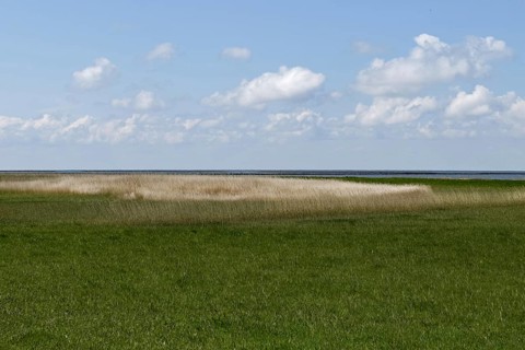Salt marshes on the North Sea, North Sea coast, dyke foreland between Duhnen, Sahlenburg and