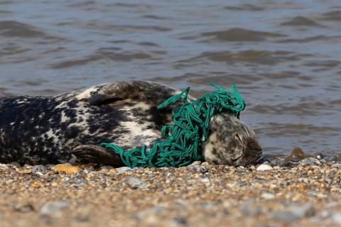 Grey seal (Halichoerus grypus) adult animal with netting wrapped around its body resting on a