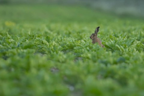 European brown hare (Lepus europaeus) adult animal in a farmland sugar beet crop, England, United