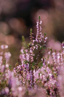 Close-up of flowering heather against the light in the Lüneburg Heath, Lower Saxony, Germany