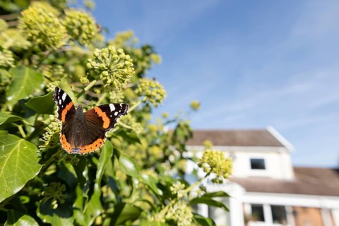 Red admiral butterfly (Vanessa atalanta) adult insect feeding on Ivy (Hedera helix) flowers in