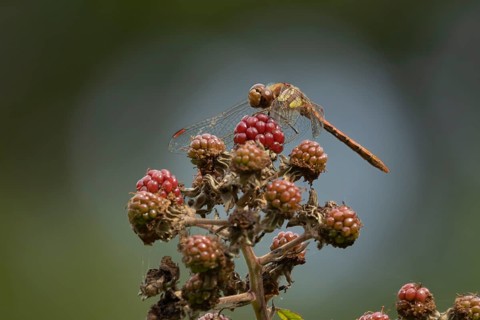 Common darter dragonfly (Sympetrum striolatum) adult insect resting on blackberries fruit in