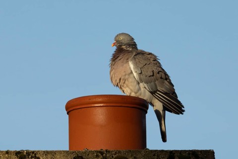 Wood pigeon (Columba palumbus) adult bird on an urban house chimney pot, England, United Kingdom