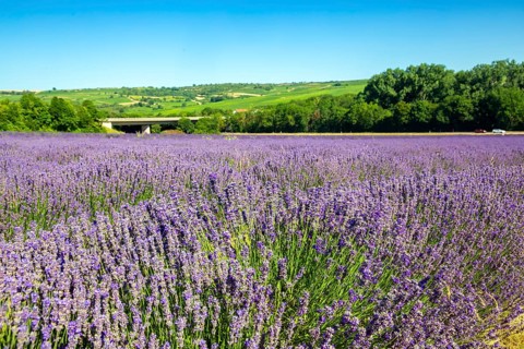Lavender field near Grünstadt (Pfalz) ***The Gaul winery cultivates lavender and markets the