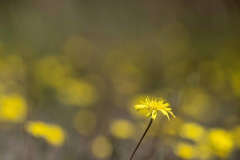 Hawkweed (Hieracium), Emsland, Lower Saxony, Germany