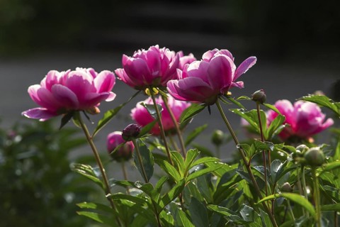 Peony flowers, Paeonia sp, Perrenial flowers, Region of La Mauricie, Province of Quebec, Canada