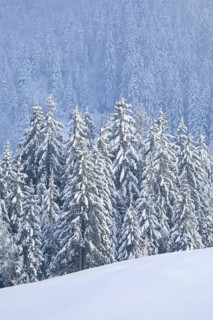 Freshly snow-covered spruce forest, Sattelegg, Schwyz, Switzerland