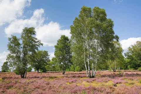 Large birch trees in the blooming Lüneburg Heath, Lower Saxony, Germany