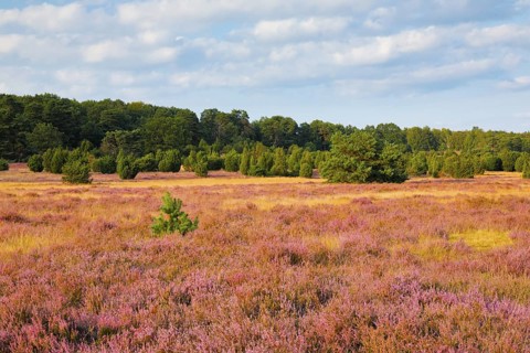 Trees and blooming heath near Oberhaverbeck in the Lüneburg Heath nature park Park, Lower Saxony,