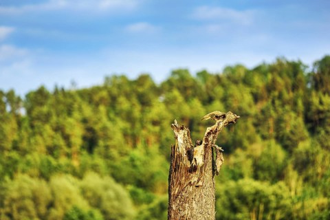 Little owl (Athene noctua) sitting on dead wood, Höxter, Weserbergland, North Rhine-Westphalia,