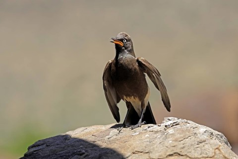 Bicoloured Glossy Starling (Lamprotornis bicolor), adult, on rocks, calling, alert, Mountain Zebra