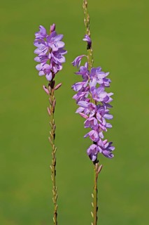 Watsonia borbonica, Cape horn lily, flower, flowering, Kirstenbosch Botanical Gardens, Cape Town,