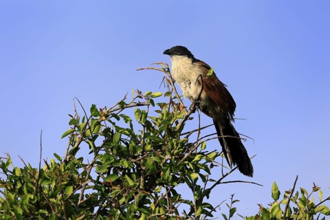 White-browed Cuckoo (Centropus superciliosus), adult, on tree, on guard, Kruger, Kruger National