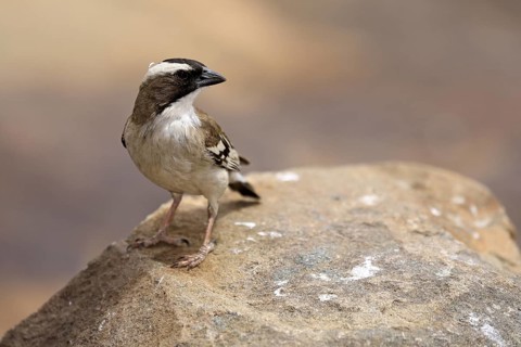 White-browed Weaver (Plocepasser mahali), adult male, on the ground, alert, Mountain Zebra National