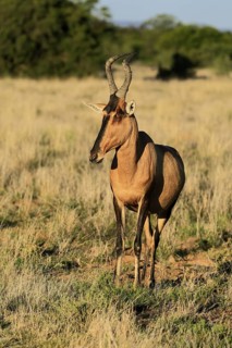 Red hartebeest (Alcelaphus buselaphus caama), Kaama, adult, alert, foraging, Mountain Zebra