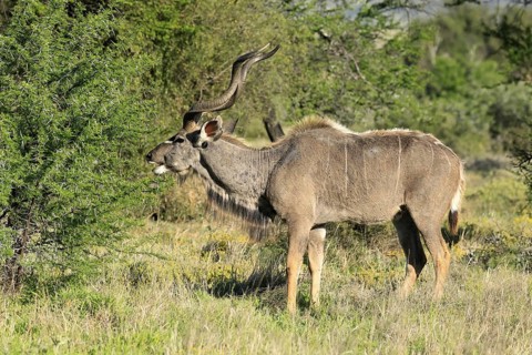 Zambezi Greater Kudu (Tragelaphus strepsiceros zambesiensis), adult male, foraging, Mountain Zebra