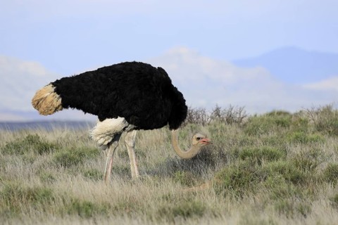 South African ostrich (Struthio camelus australis), adult, male, foraging, Mountain Zebra National