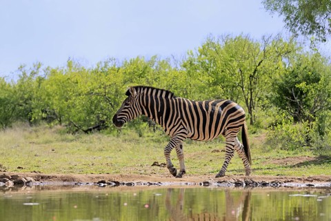 Burchell's zebra (Equus quagga burchelli), Burchell's zebra, adult, at the water, waterhole,