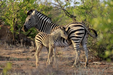 Burchell's zebra (Equus quagga burchelli), Burchell's zebra, adult, female, juvenile, mother,