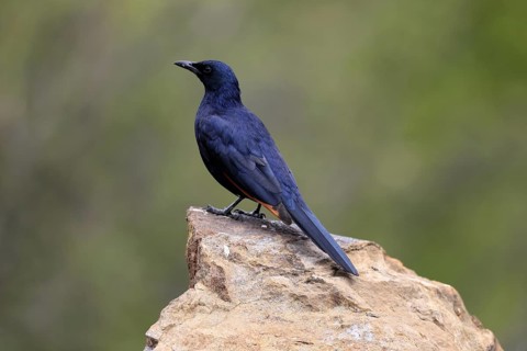 Red-winged Starling (Onychognathus morio), adult, on rocks, male, alert, Mountain Zebra National