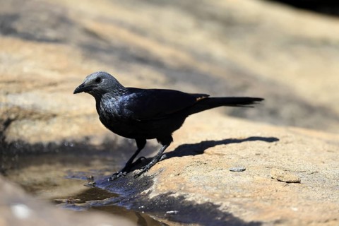 Red-winged Starling (Onychognathus morio), adult, at the water, female, Mountain Zebra National