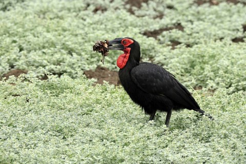 Red-faced Hornbill (Bucorvus leadbeateri), Southern ground hornbill, Red-cheeked Hornbill, Kaffir
