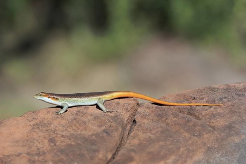 Rainbow skink (Trachylepis margaritifera), adult, male, on rocks, foraging, Kruger, Kruger National