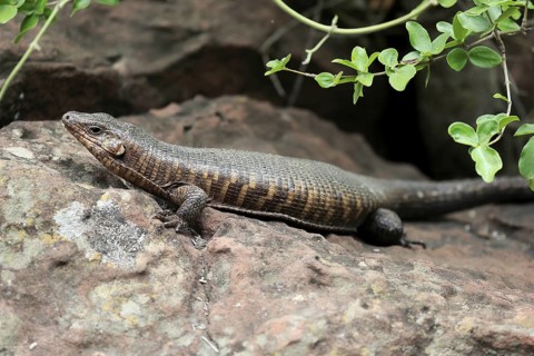 Giant striped shield lizard (Matobosaurus validus), adult, on the ground, foraging, Kruger, Kruger