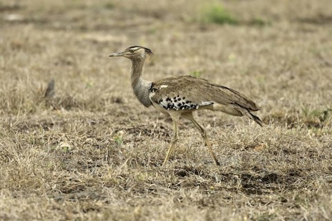Kori Bustard (Ardeotis kori), Kori Bustard, adult, running, foraging, alert, Kruger, Kruger