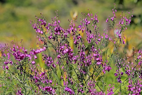 Polygala virgata, Purpurginster, flower, flowering, shrub, Kirstenbosch Botanical Gardens, Cape