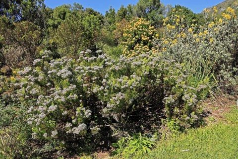 Serruria fucifolia, flowers, flowering, bush, fynbos, Kirstenbosch Botanical Gardens, Cape Town,