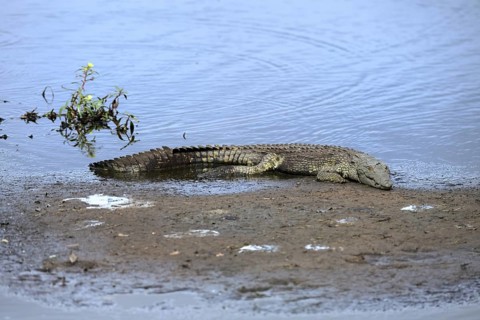 Nile crocodile (Crocodylus niloticus), adult, on land, in the water, resting, Kruger, Kruger