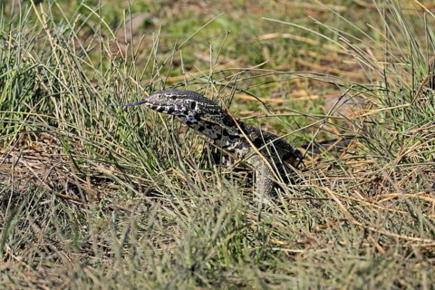 Nile monitor lizard (Varanus niloticus), adult, foraging, tongues, Kruger, Kruger National Park,