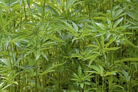 Industrial hemp field (Cannabis sativa) grown for paper, rope, textiles, clothing, biodegradable
